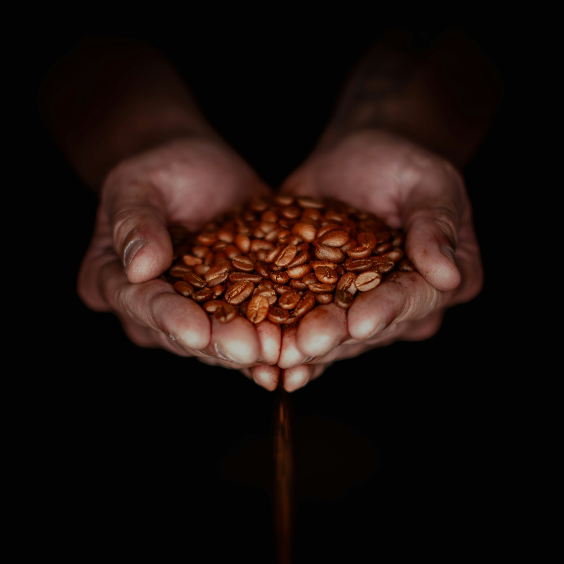 Hands holding a batch of freshly roasted SC Coffe3 beans